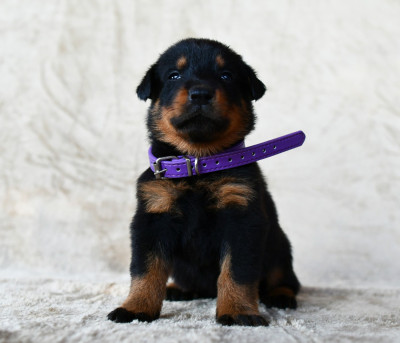 Chiot N°10
