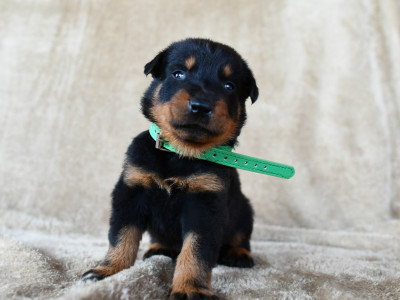 Chiot N°5