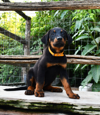 Chiot N°10