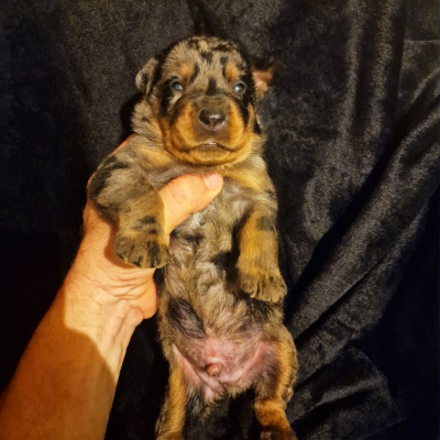 Chiot N°1 - Male arlequin