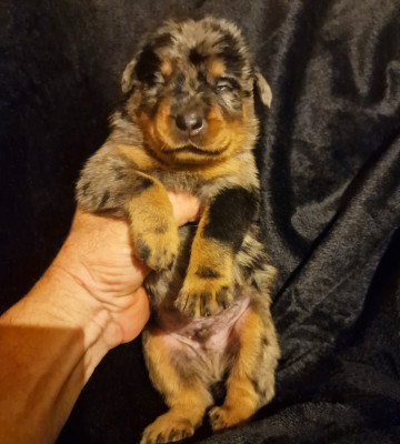 Chiot N°2 - Male arlequin