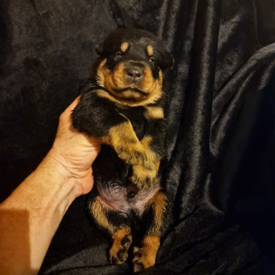 Chiot N°3 _ Male noir et feu