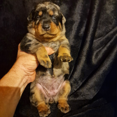 Chiot N°4