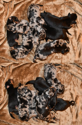 Chiot N°7 - Femelle noir et feu