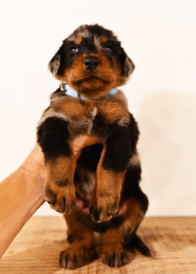 CHIOT 5 - Male arlequin