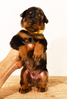 CHIOT 6 - Male arlequin