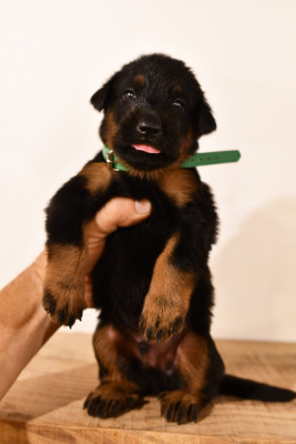CHIOT 10 - Male noir et feu