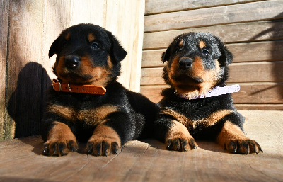 CHIOT 3 - noir et feu