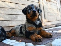 CHIOT arlequin