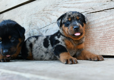CHIOT 6 - Femelle arlequin