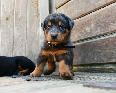 CHIOT 2 male arlequin