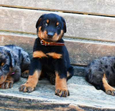 CHIOT 3 - Male noir et feu