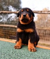 CHIOT noir et feu