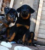 CHIOT noir et feu