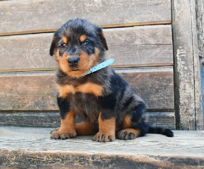 CHIOT 1 - Male arlequin