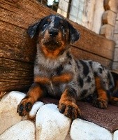 CHIOT arlequin