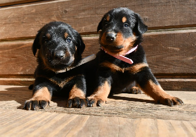 CHIOT 5 - noir et feu