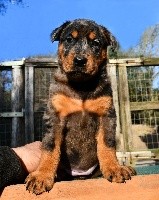 CHIOT arlequin