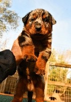 CHIOT arlequin