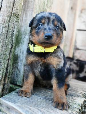 CHIOT 4 - Male arlequin
