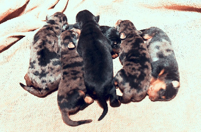 CHIOT 6 - Femelle noir et feu
