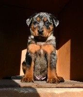 CHIOT arlequin