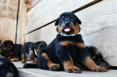 CHIOT 1 - Male noir et feu