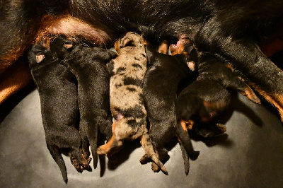CHIOT 4 - noir et feu