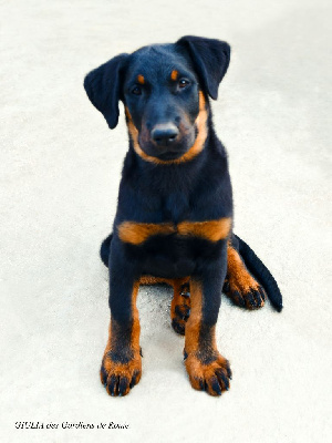 CHIOT 3 - noir et feu