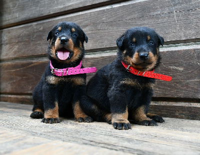 CHIOT 6