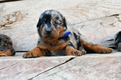 CHIOT 3 - Male arlequin