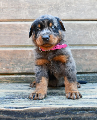 CHIOT 4 - Femelle arlequin