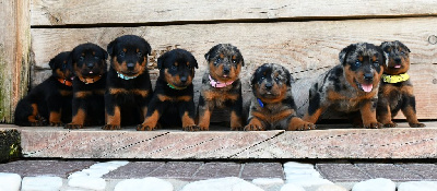 CHIOT 5 - Femelle arlequin