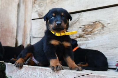CHIOT 2