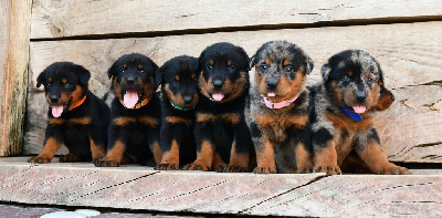 CHIOT 1 - Male noir et feu