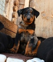 CHIOT arlequin