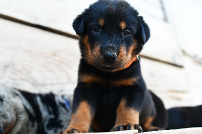 CHIOT 8 - Femelle noir et feu