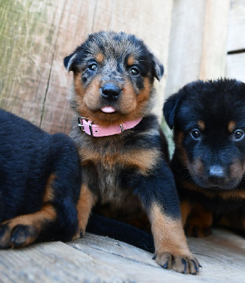 CHIOT 5 - Femelle arlequin