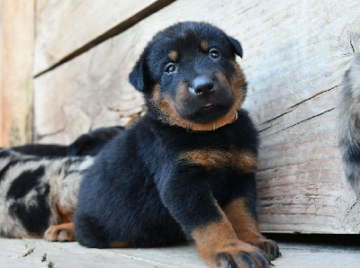 CHIOT 2 - Male noir et feu