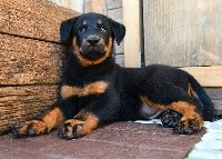 CHIOT noir et feu