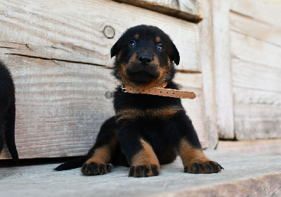 CHIOT 4