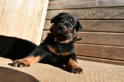 CHIOT 1 - noir et feu