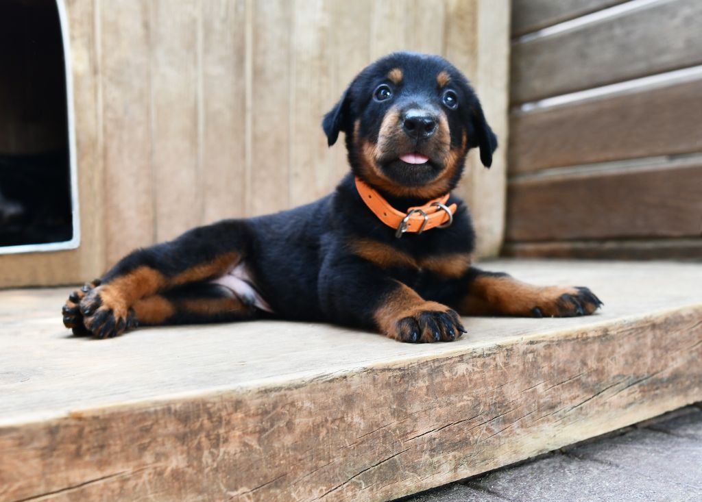 Des Gardiens De Rome - Chiots disponibles - Berger de Beauce