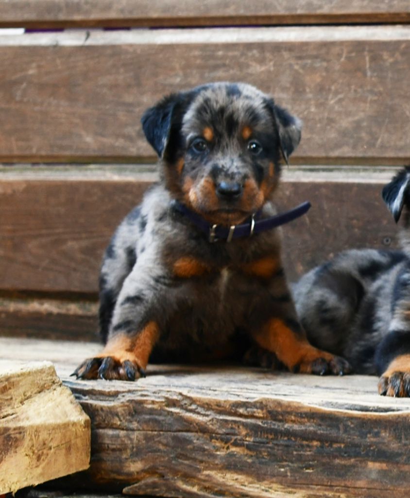 Des Gardiens De Rome - Chiots disponibles - Berger de Beauce