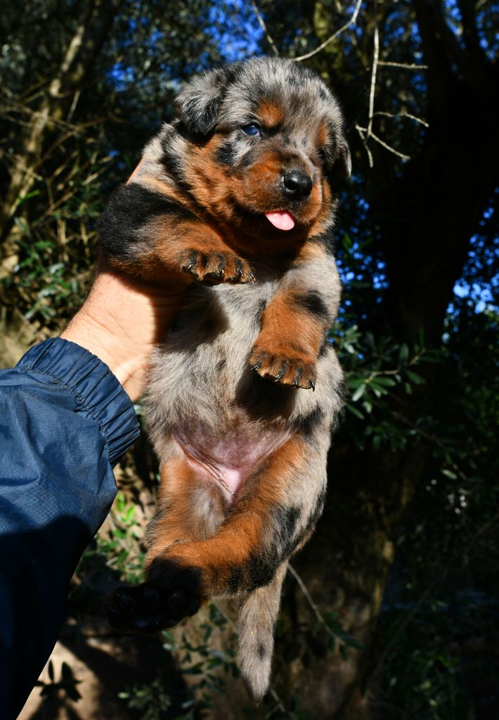 Chiot Berger de Beauce Des Gardiens De Rome