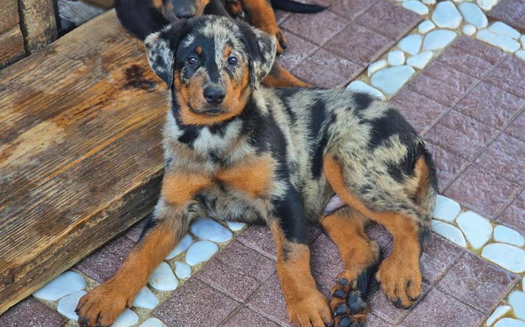 Des Gardiens De Rome - Chiots disponibles - Berger de Beauce
