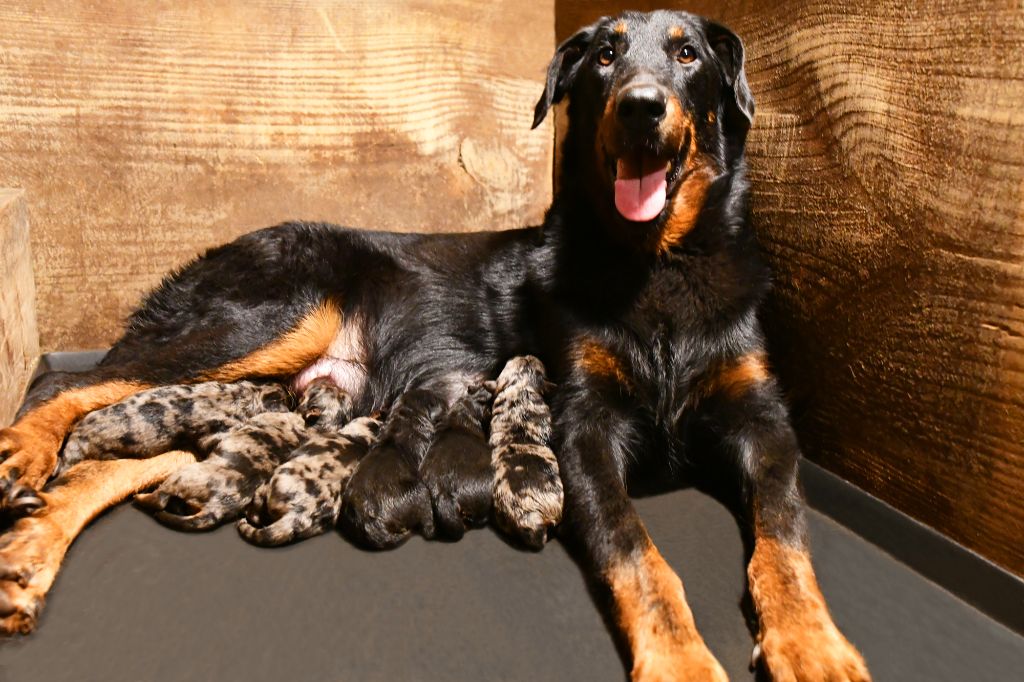 Des Gardiens De Rome - Chiots disponibles - Berger de Beauce