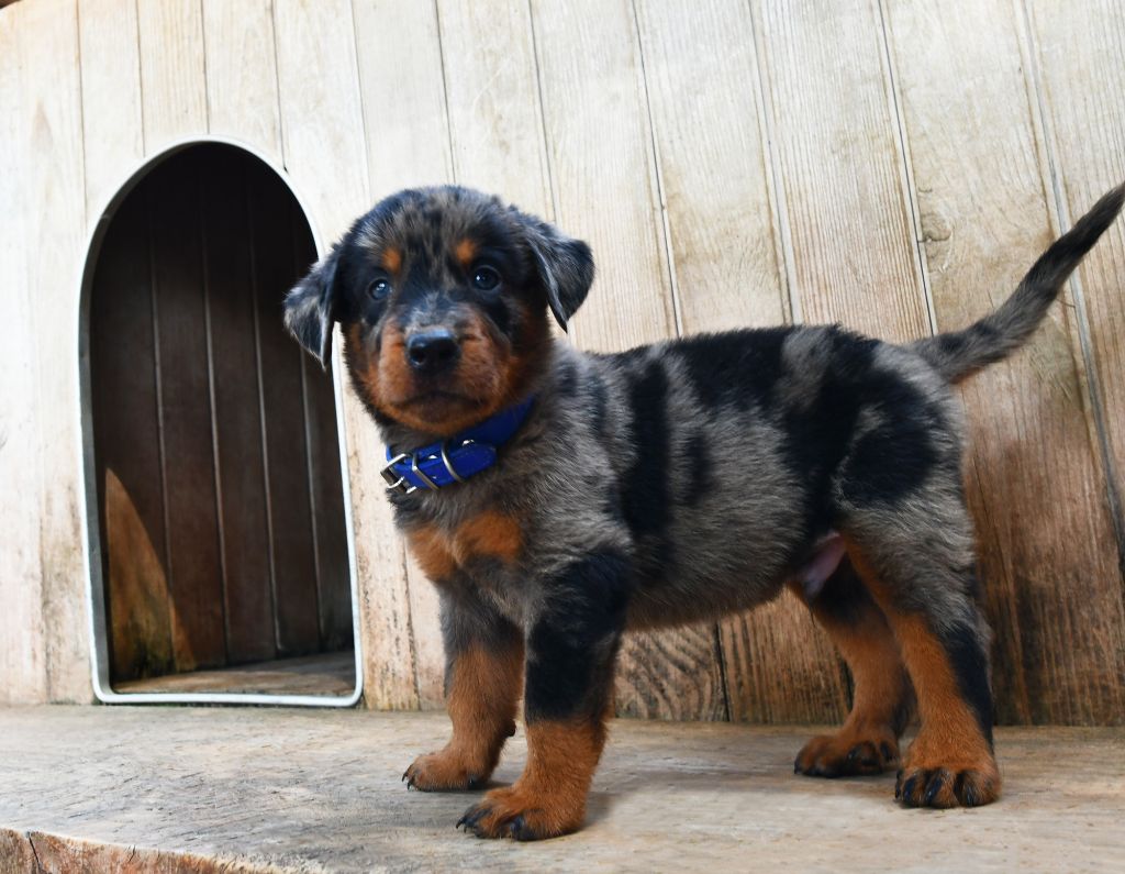 Des Gardiens De Rome - Chiots disponibles - Berger de Beauce