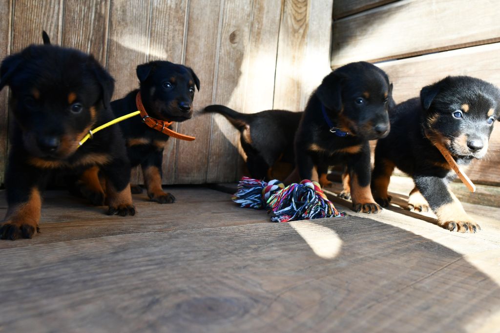 Des Gardiens De Rome - Chiots disponibles - Berger de Beauce