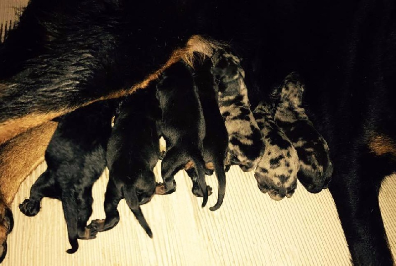 Chiot Berger de Beauce Des Gardiens De Rome